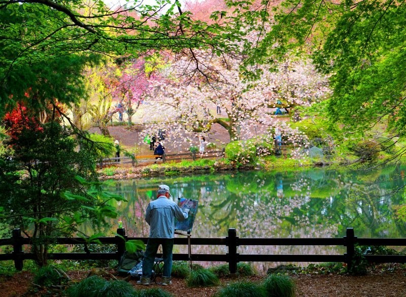 7. Цветущая вишня вне времени и пространства в парке Синдзюку Гёэн, Токио 7. Цветущая вишня вне времени и пространства в парке Синдзюку Гёэн, Токио