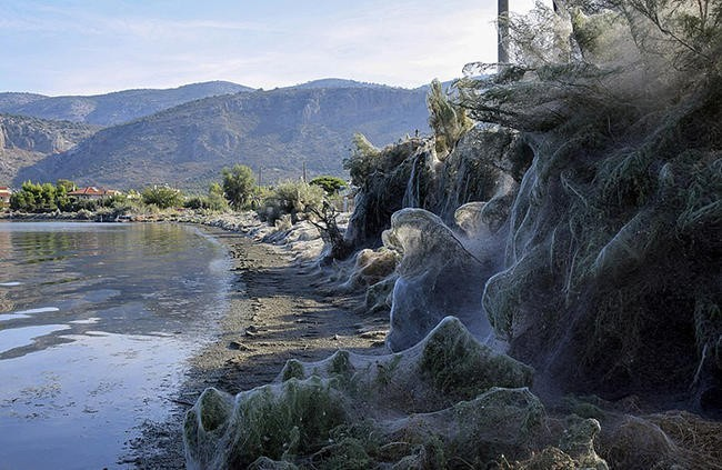 Паучий остров: километры паутины превратили эту землю в фильм ужасов