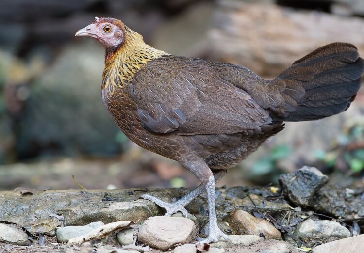 Почему куриное мясо самое популярное. Дикая джунглевая курица. Источник фотографии: wikimedia.org. Фото.