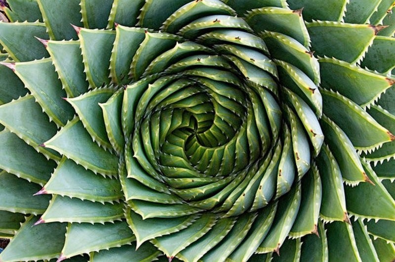 6. Игры природы 6. Игры природы