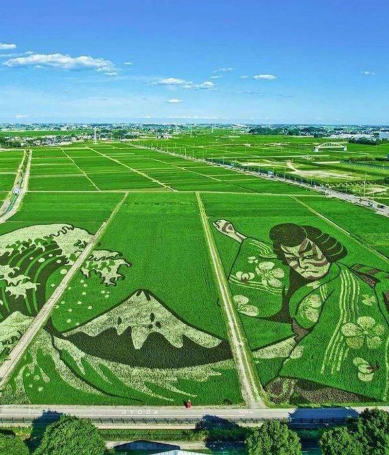 18. Искусство японских рисовых полей 18. Искусство японских рисовых полей