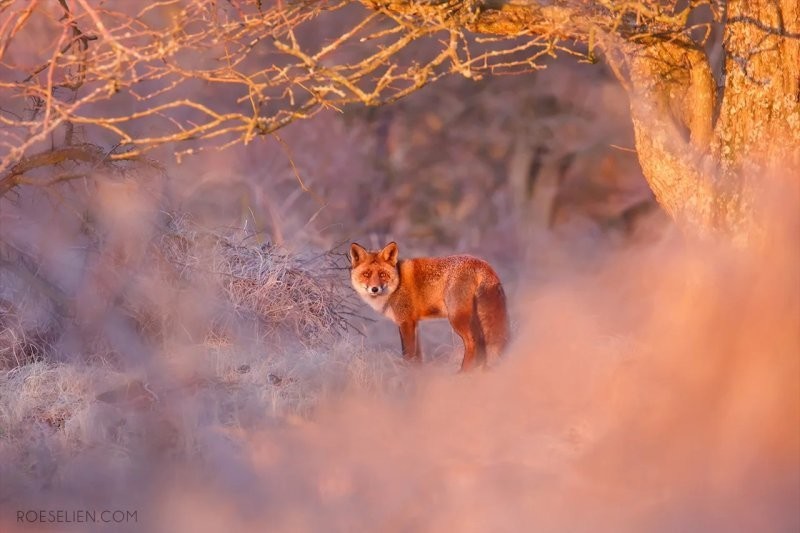 22. Они помогли искоренить бешенство
