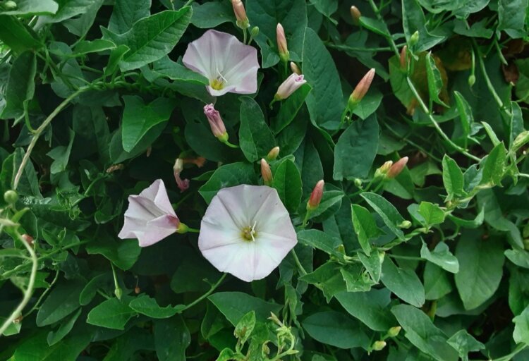 В чем разница между обычными растениями и сорняками? Вьюнок полевой — сорняк, который вы наверняка уже видели. Источник изображения: culture.ru. Фото.