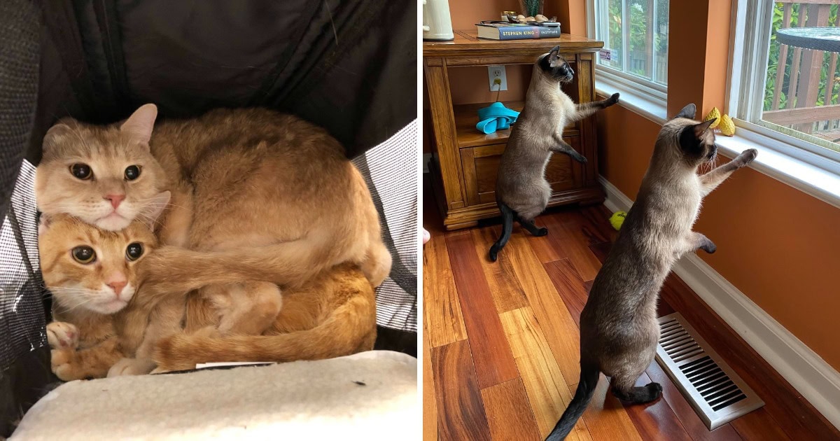 14 фото, которые показывают, что два кота лучше одного