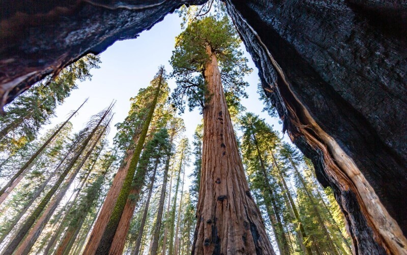 4. Национальный парк «Секвойя» расположен к востоку от города Висейлия в Калифорнии 4. Национальный парк «Секвойя» расположен к востоку от города Висейлия в Калифорнии