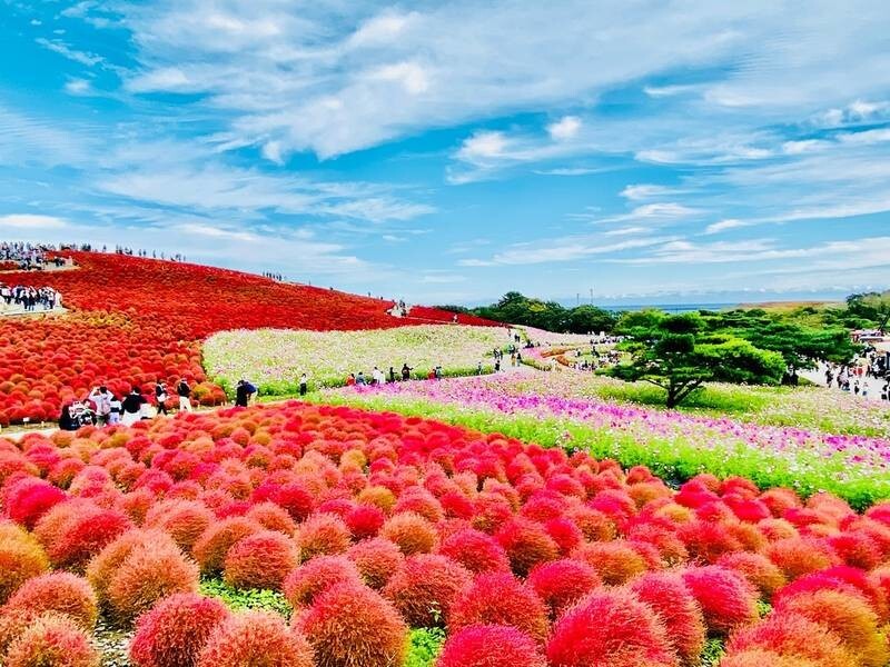 3. Приморский парк Хитачи — сад и парк развлечений, который обустроен вдоль побережья в городе Хитатинака в Японии 3. Приморский парк Хитачи — сад и парк развлечений, который обустроен вдоль побережья в городе Хитатинака в Японии