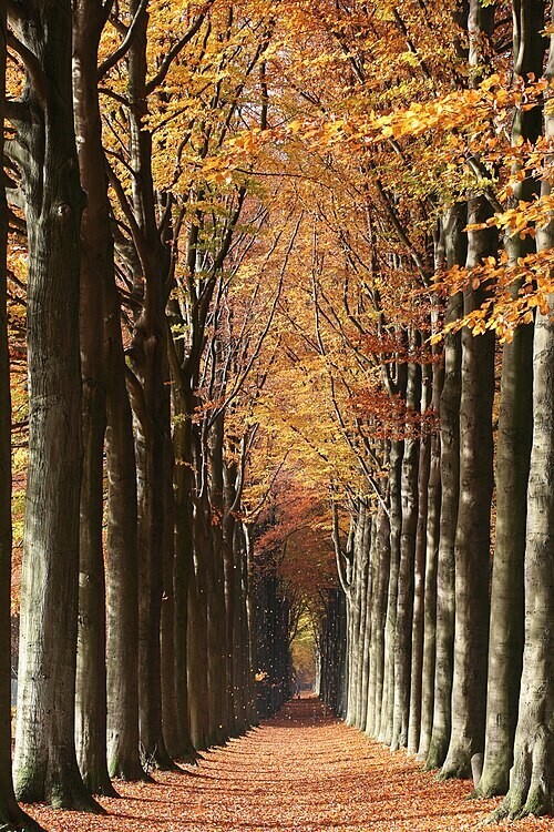 11. Буки Маримонта, Бельгия 11. Буки Маримонта, Бельгия