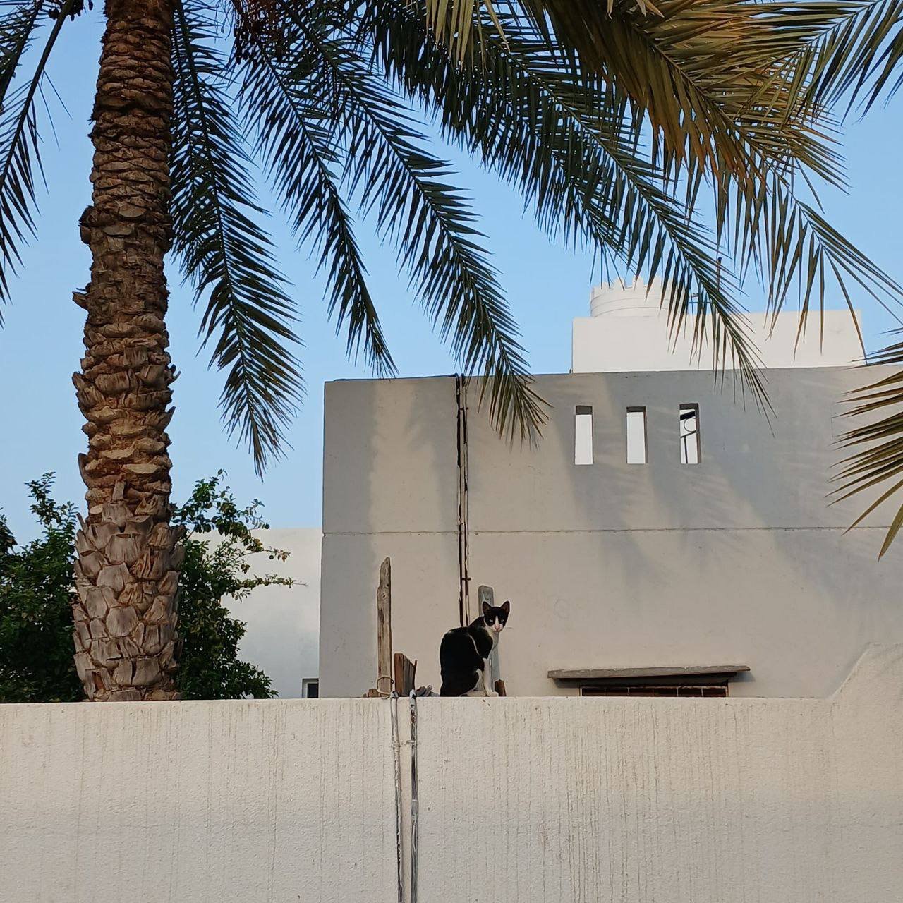 Про жизнь в Омане