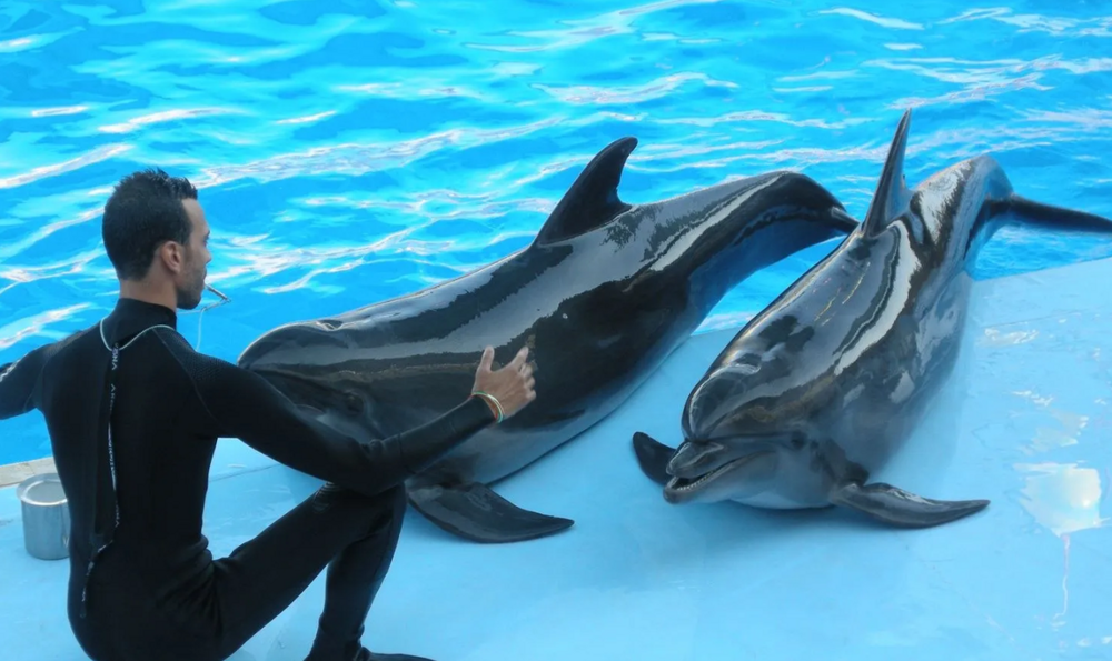 Афалины: Тёмные секреты прекрасных дельфинов