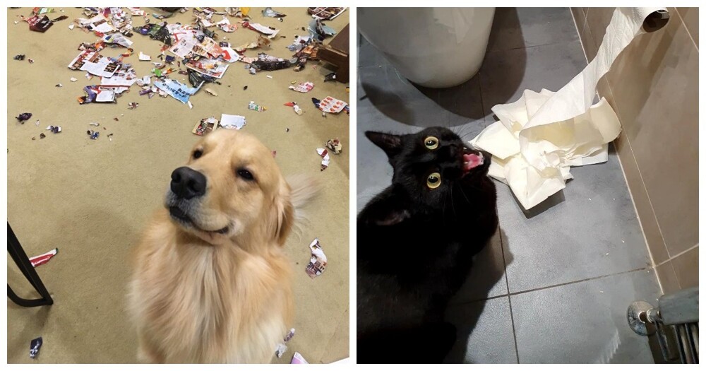 20 обаятельных нарушителей порядка, на которых невозможно сердиться