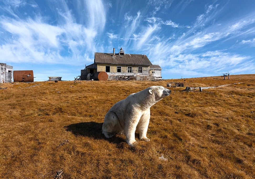 Russia Polar Bears Photo Gallery