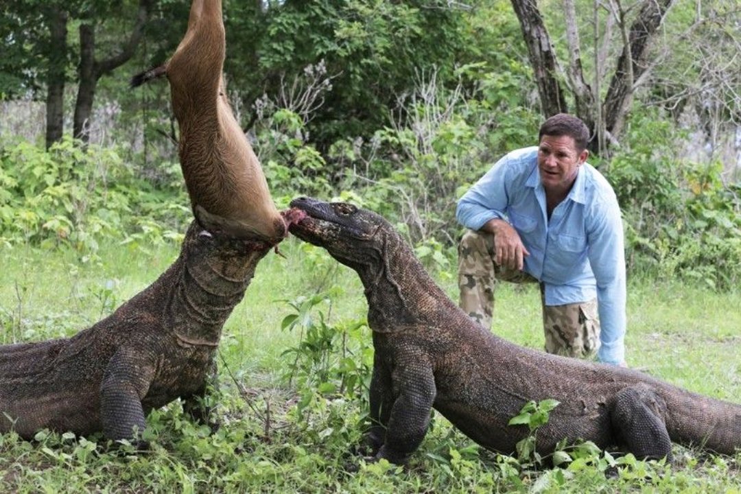 Драконы острова Комодо: ядовиты и безжалостны