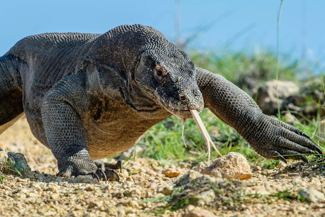 Драконы острова Комодо: ядовиты и безжалостны