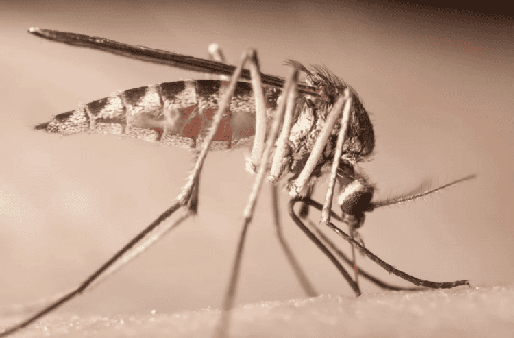 Как хоботок комара и 3D-печать изменят медицину и промышленность будущего. Камар перестает быть просто назойливым жужжащим кровососущим. Изображение: Newatlas. Фото.