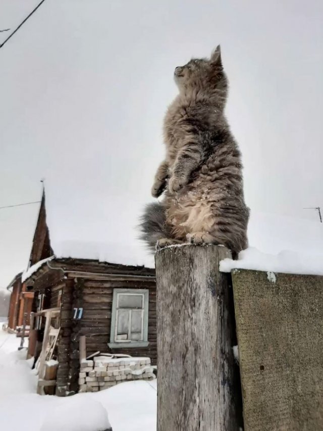 Зима и котики