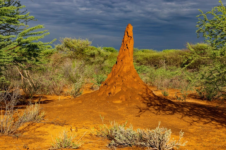 Термитник в Намибии по дорогу к нацпарку Этоша | Источник: Hemis, via Legion Media