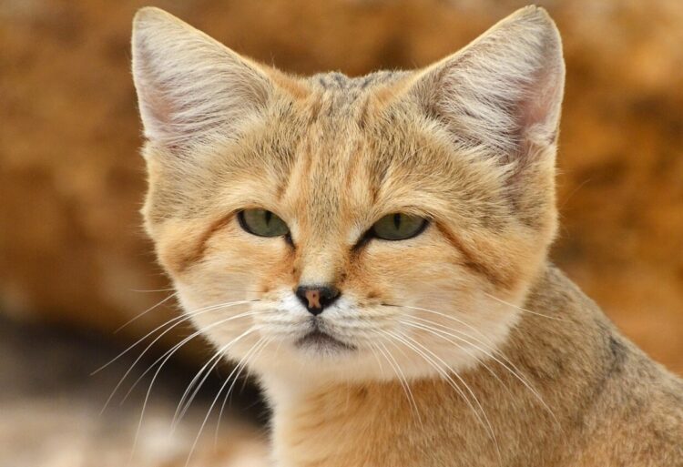 Кошки живущие в пустынях. Эта милая мордашка не боится даже змей. Источник изображения: wikipedia.org. Фото.