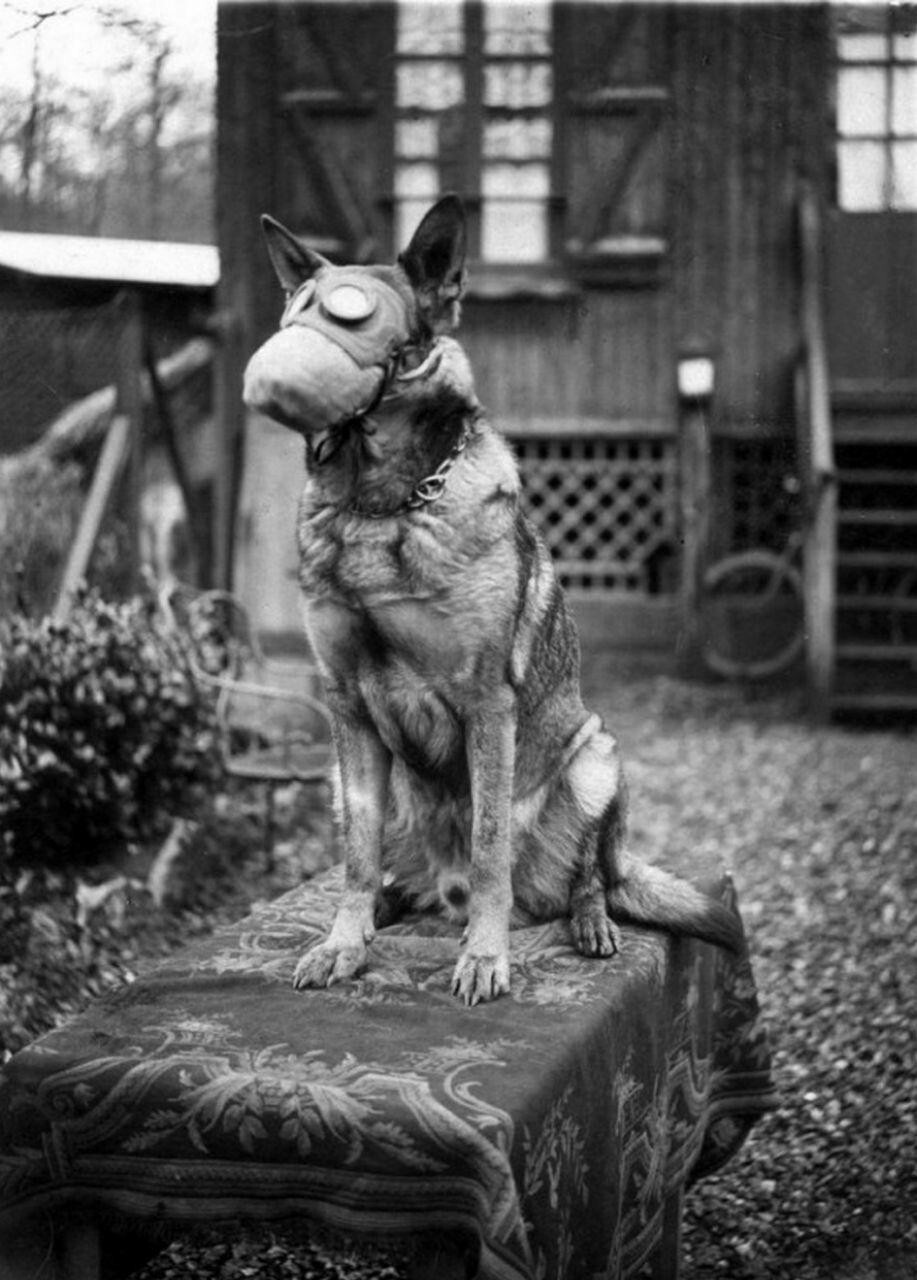 6. Собака, принадлежащая Французскому Красному Кресту, в противогазе, 1917 год 6. Собака, принадлежащая Французскому Красному Кресту, в противогазе, 1917 год