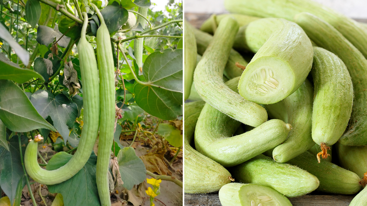 Армянский огурец