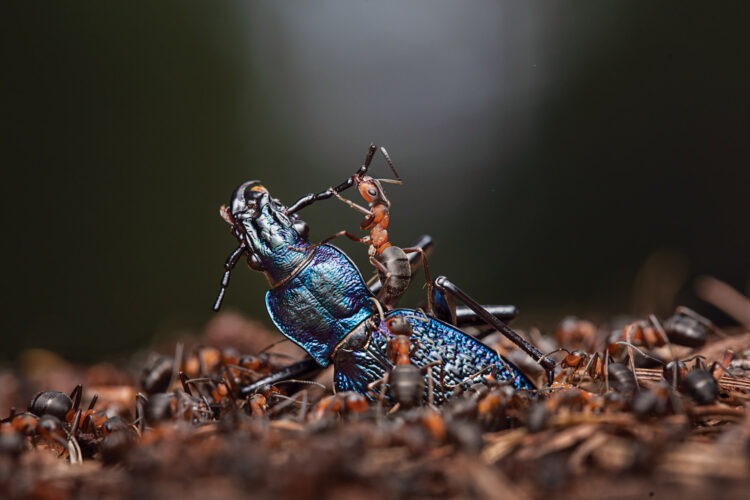 Хранители леса: рыжие лесные муравьи и их роль в экосистеме. «Хранители леса». Фото: Инго Арндт. Источник изображения: nationalgeographic.com. Фото.