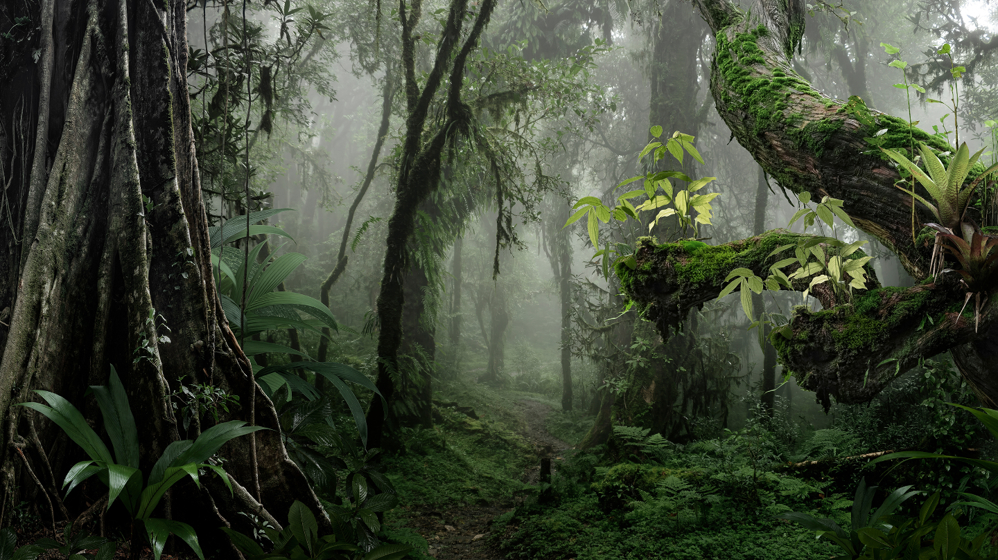 где живут муравьи