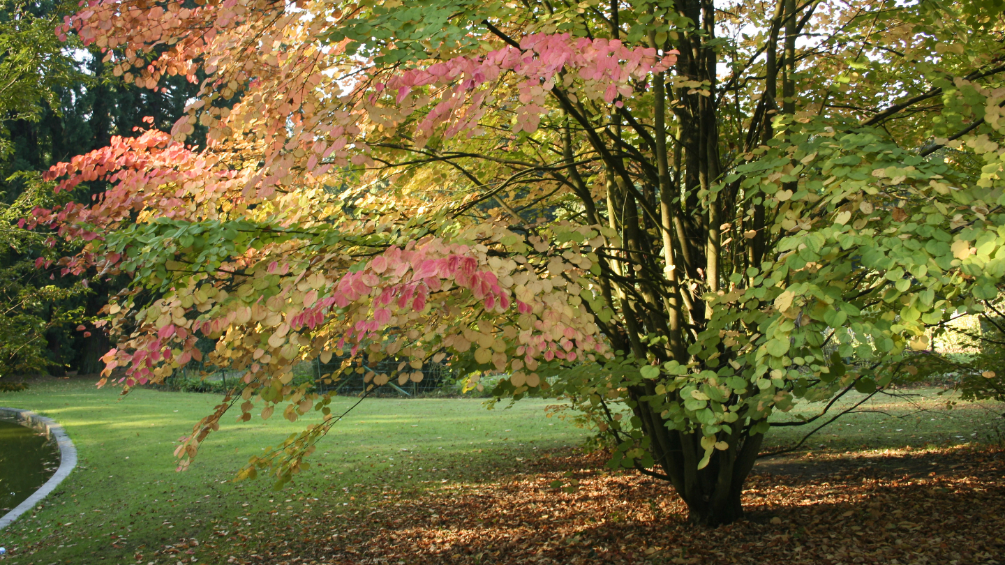 Карамельное дерево