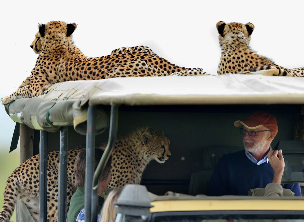 Добрый котик: почему гепарды никогда не нападают на человека?