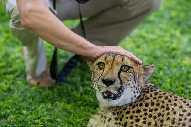 Добрый котик: почему гепарды никогда не нападают на человека?