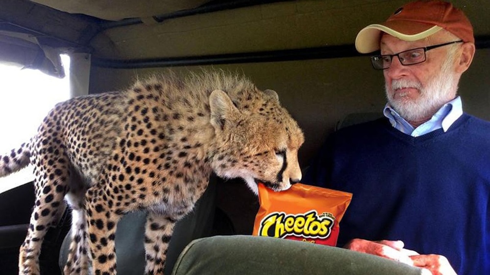 Добрый котик: почему гепарды никогда не нападают на человека?