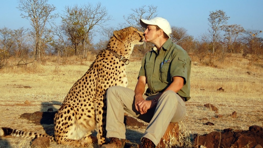 Добрый котик: почему гепарды никогда не нападают на человека?