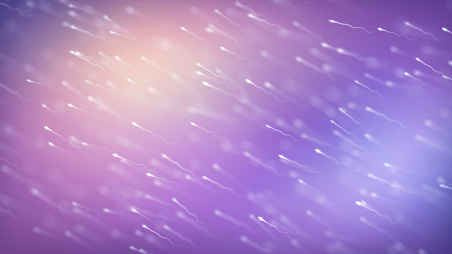 Гонка сперматозоидов