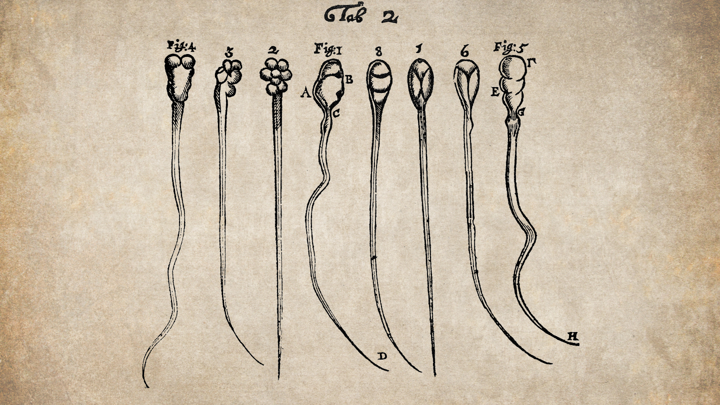 Сперматозоиды