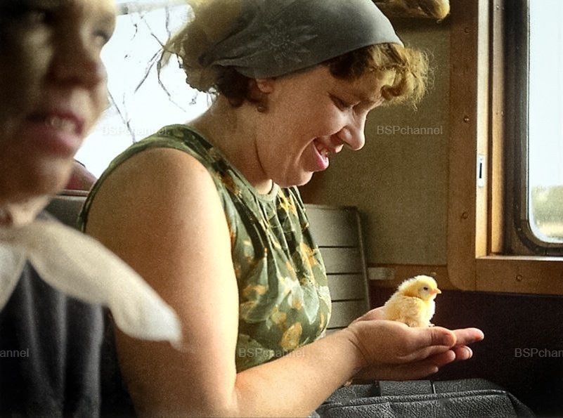 Удивительные и забавные фотографии с животными