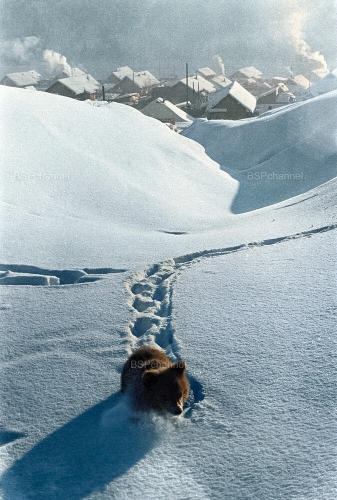 Удивительные и забавные фотографии с животными