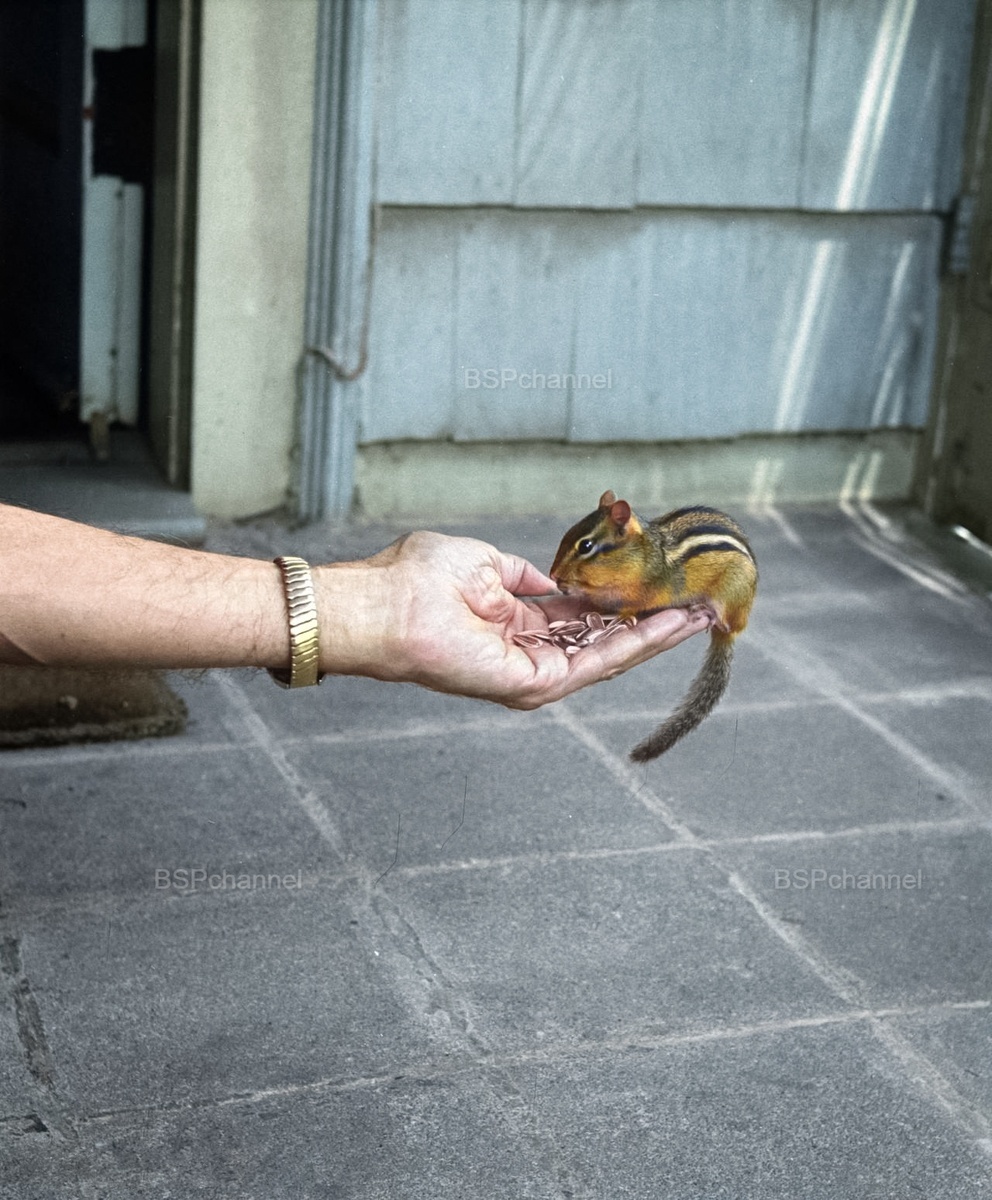 Удивительные и забавные фотографии с животными