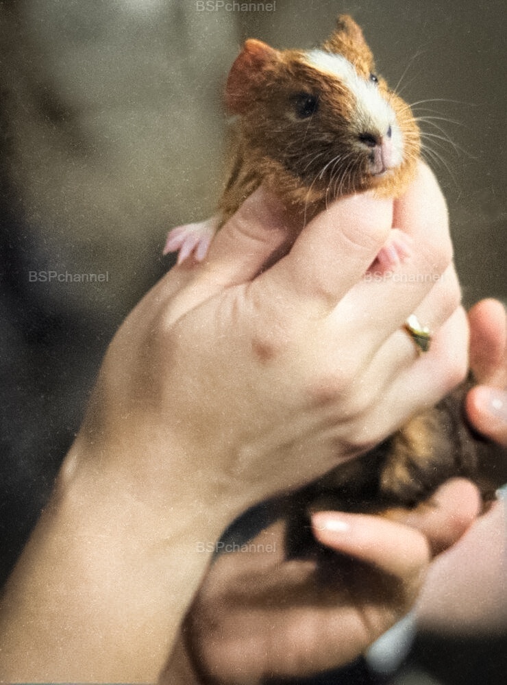 Удивительные и забавные фотографии с животными