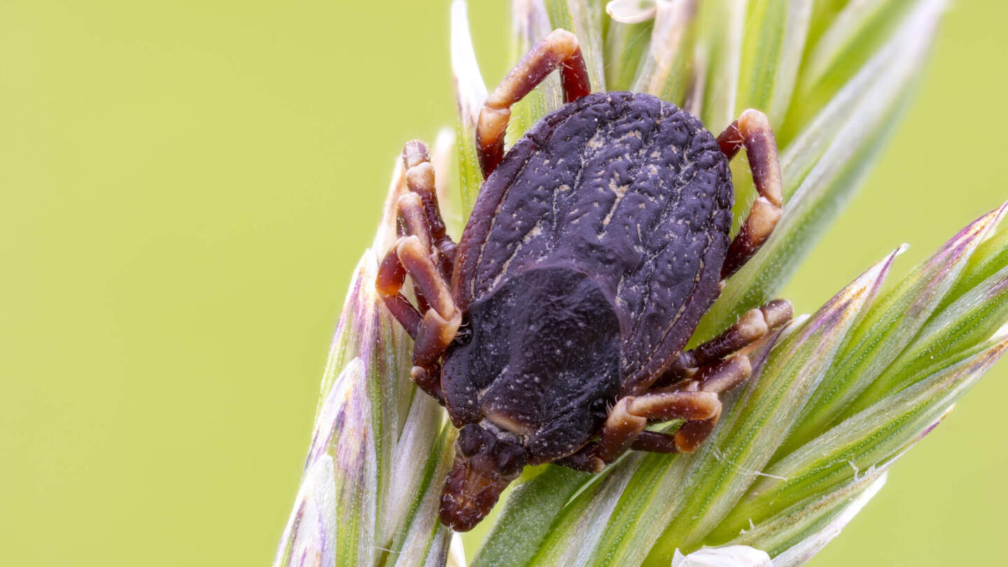 Клещ рода Hyalomma