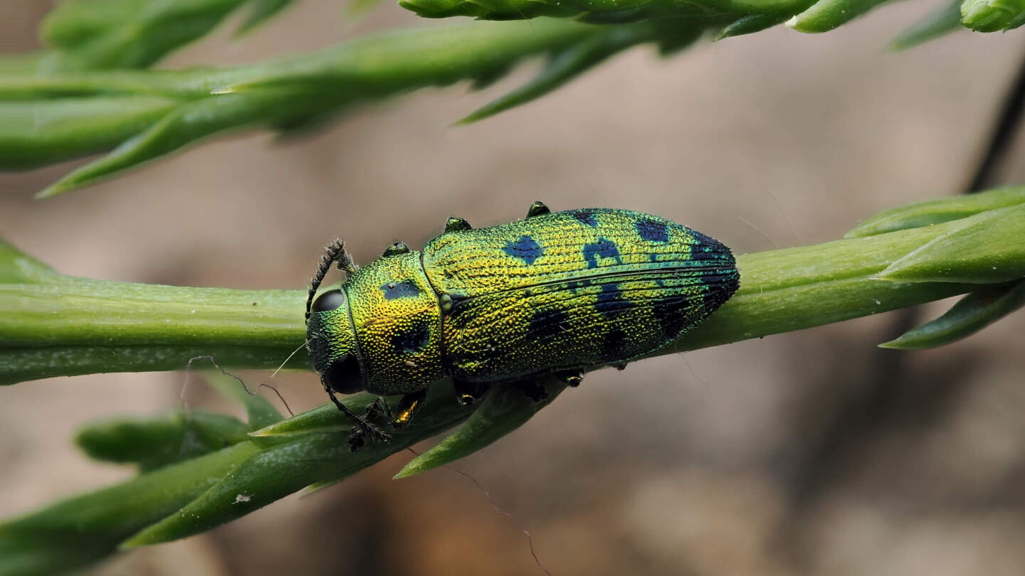 Кипарисовая радужная златка