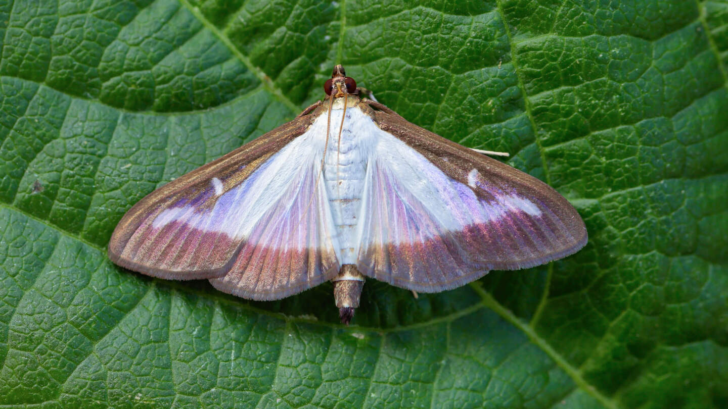 Самшитовая огневка