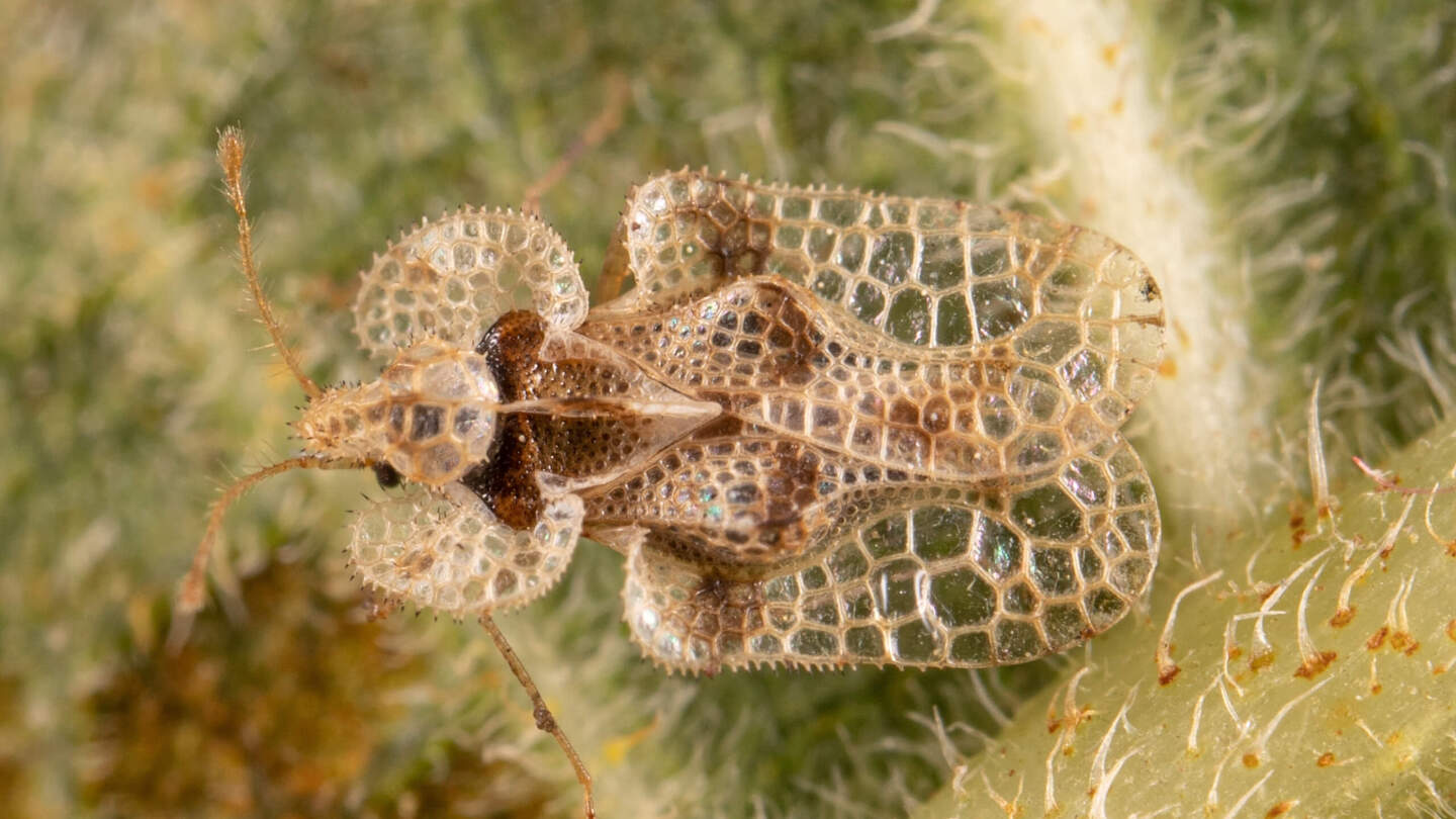 Дубовая кружевница