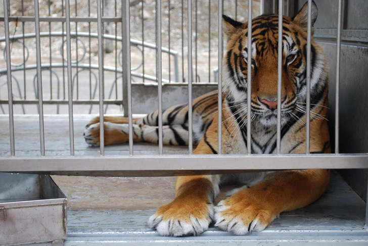 Источник: Anna-Maria B/Shutterstock/Fotodom.ru