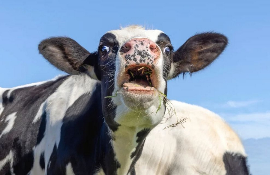 5 фактов про коров: устраивают травлю слабых, массовое клонирование 5 фактов про коров: устраивают травлю слабых, массовое клонирование