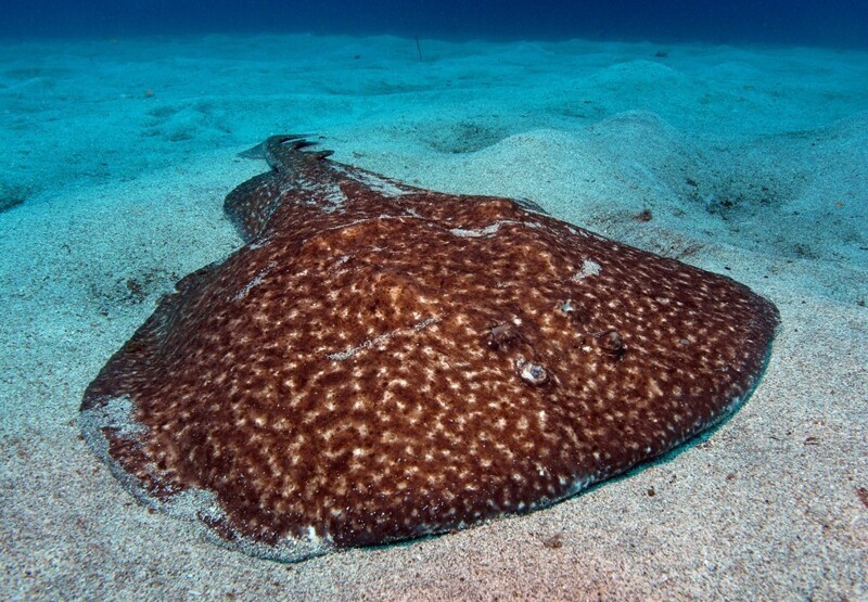 8. Живой наркоз древности