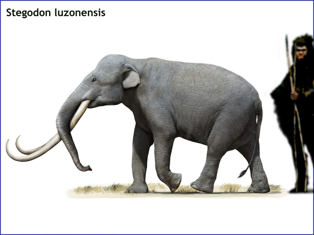 5 интересных вымерших слонов