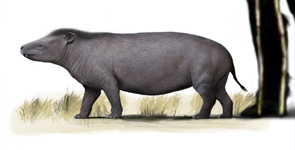 5 интересных вымерших слонов