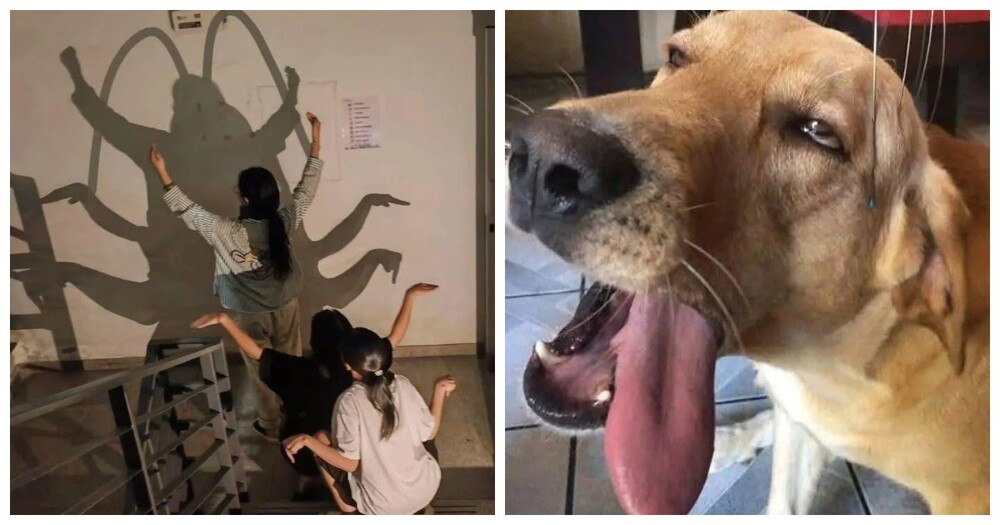 Пёс-менеджер, птица-гигиенист и кирпич-революционер: 25 кадров, после которых мир уже не будет прежним