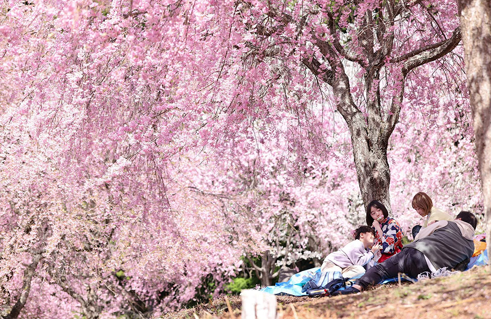 Weeping-cherry-blossoms-in-Nara-Japan-Travel