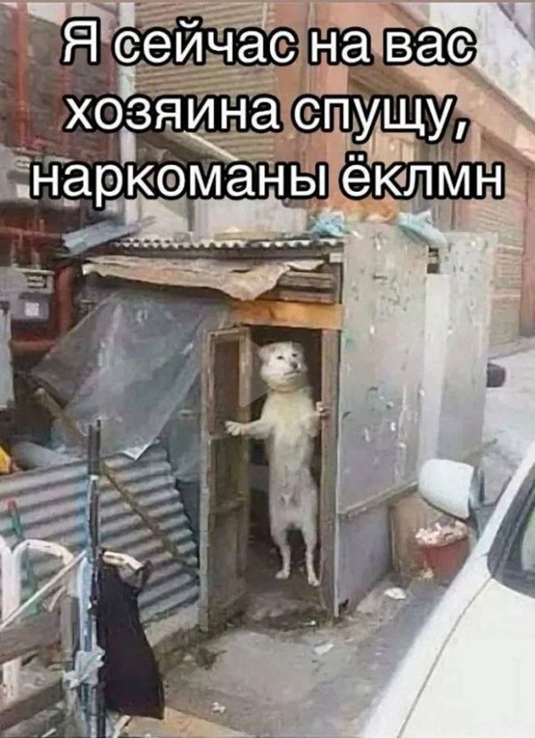 Срединедельный подвоз баянов