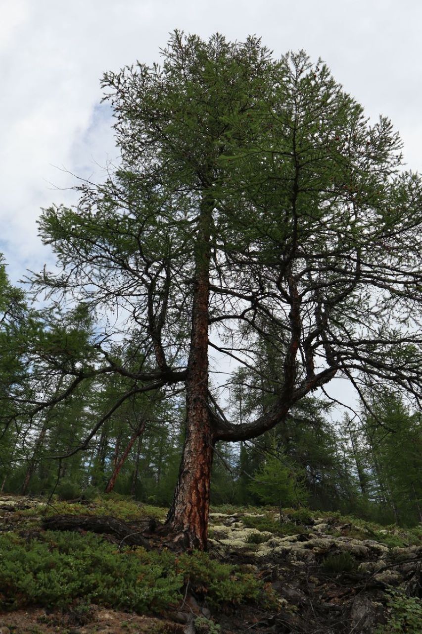 trees2 100826