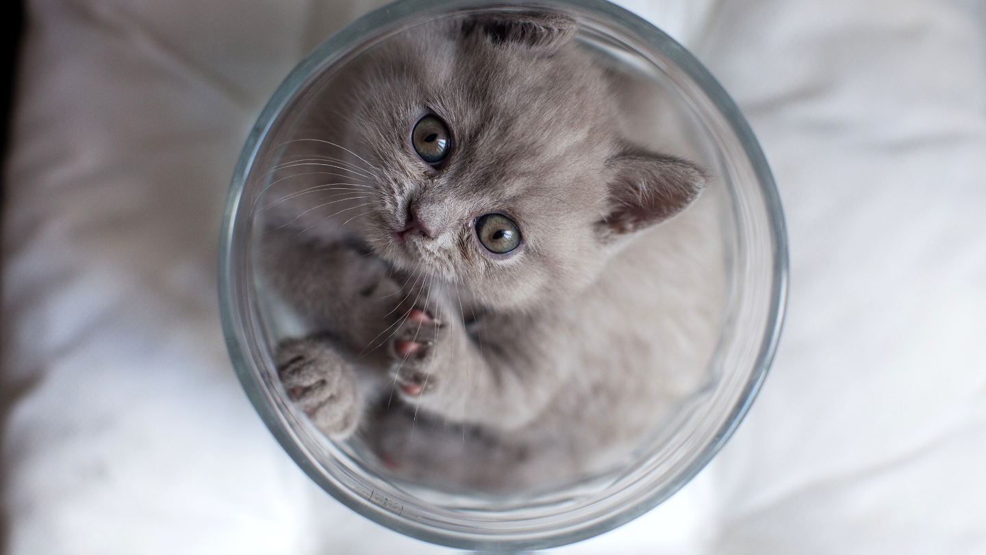 кошка